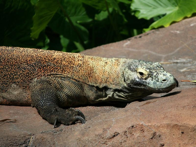 komodo dragon
