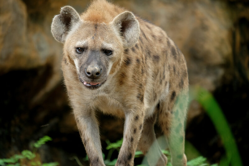Asätare - Hyena